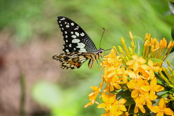 Butterflies and flowers in a beautiful natural garden.
