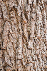 Extreme close-up of the grain bark of wild tree. Mystical patterns of tree bark.