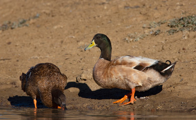 Northern Mallard ducks female and male