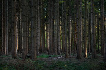 dark coniferous forest with closely planted trees and lateral light