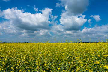 Fototapeta premium field blooming yellow rape flowers against the blue sky with white feathery clouds
