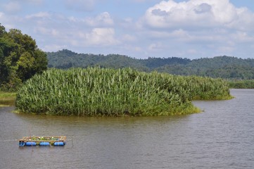 scenic view of Tasik Chini, Pahang, Malaysia
