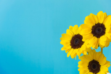 Sunflower, light blue background. ひまわり　水色背景