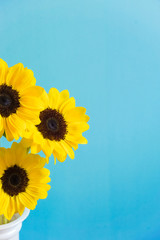 Sunflower, light blue background. ひまわり　水色背景