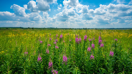 meadow with wildflowers and Ivan tea on the background of bright blue summer sky