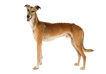 Russian sight hound dog isolated on a white