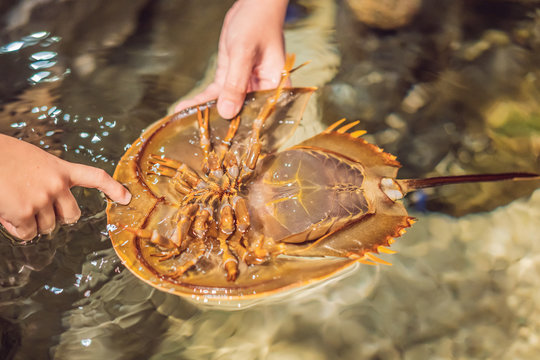 The horsetail crab is a detachment of aquatic helicera from the merostomy class. The name is given by the long xiphoid tail spike, located at the rear end of the body