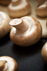 Mushrooms close up