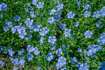 Obraz na płótnie Canvas blue flax flowers close-up on green background