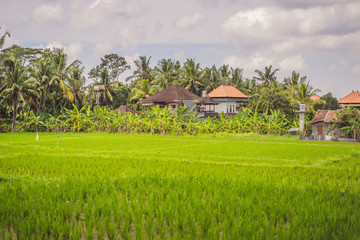 Obraz premium Picturesque rice field on the island of Bali, Indonesia. Tourism in Asia