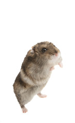 hamster isolated