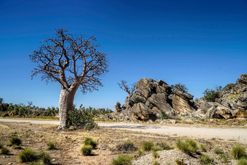 Fototapeta na wymiar Boab Tree spinifex grass rocks