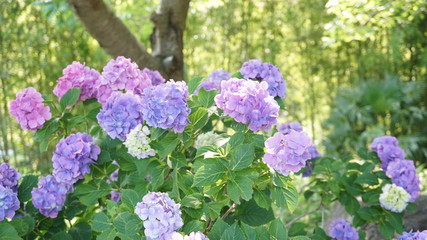 和の情緒溢れるアジサイ！