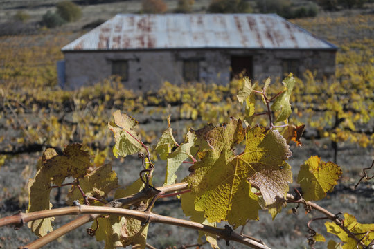 Old Vineyard In Clare Valley South Australia