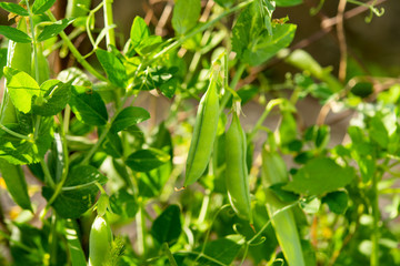 green peas growing
