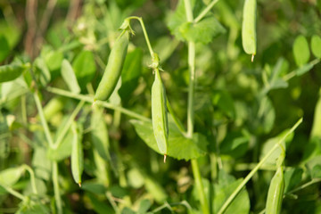 Fototapeta premium green peas growing