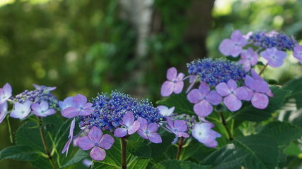 和の情緒溢れるアジサイ！