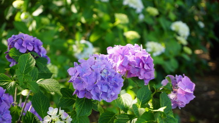 和の情緒溢れるアジサイ！