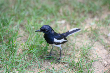 Oriental magpie robin, Tiny bird standing on grass in countryside