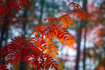 Foliage in an autumn forest. Macro nature photography.