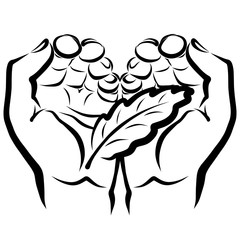 leaf of a tree in the caring hands of a man