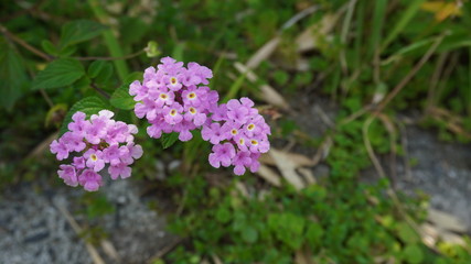 Lantana flower in garden field 