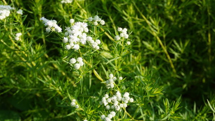 mountain mint flower in garden field 