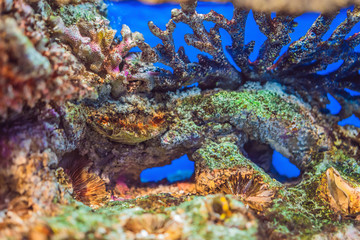 aquarium colourfull fishes in dark deep blue water