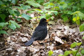 European blackbird in the forest in summer