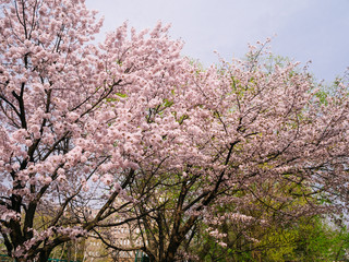 Sakura Blossom at a city park in Tokyo, Japan