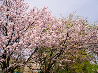 Fototapeta premium Sakura Blossom at a city park in Tokyo, Japan