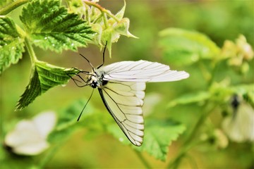 Beautiful butterfly - cabbage soup on a green background after a rain in Siberia.