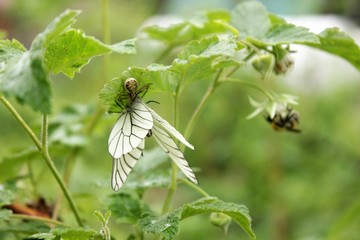 Beautiful butterfly - cabbage soup on a green background after a rain in Siberia.