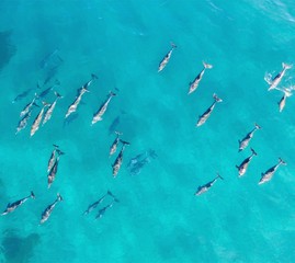 Pod of dolphins