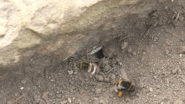 bumblebees nest site under ground  Buff-tailed  (Bombus terrestris)