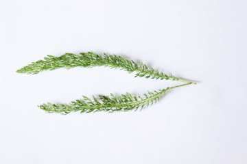 Green medicinal plant