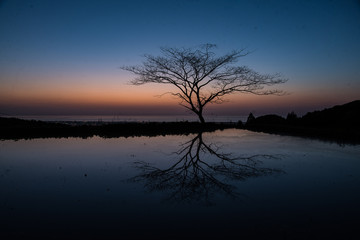 Obraz premium 一本木が立つ棚田の夕暮れ