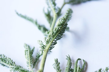 Green medicinal plant