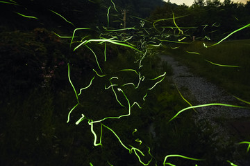 飛び交う蛍