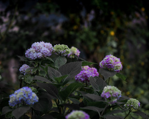  Hydrangea flower (Hydrangea macrophylla) in the garden. Beautiful bush of hortensia flowers