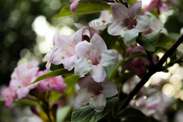 flowers of cherry tree