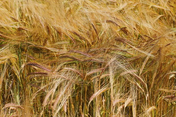 beautiful golden wheat field, farmland 
