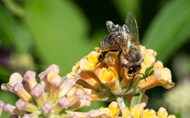 European honey bee, Apis mellifera