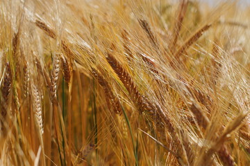 beautiful golden rye field, farmland 