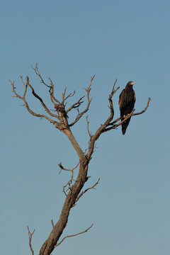Black-breasted buzzard sitting on a tree branch in the outback of Australia