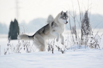 Siberian Husky in Snow