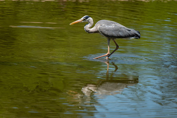 Héron qui marche dans l'eau