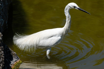 Aigrette