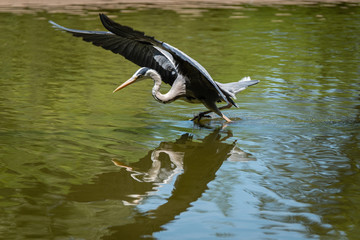 Héron au ailes déployées