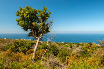 Fototapeta na wymiar Capo Pecora, Buggerru, Sardegna, Italia